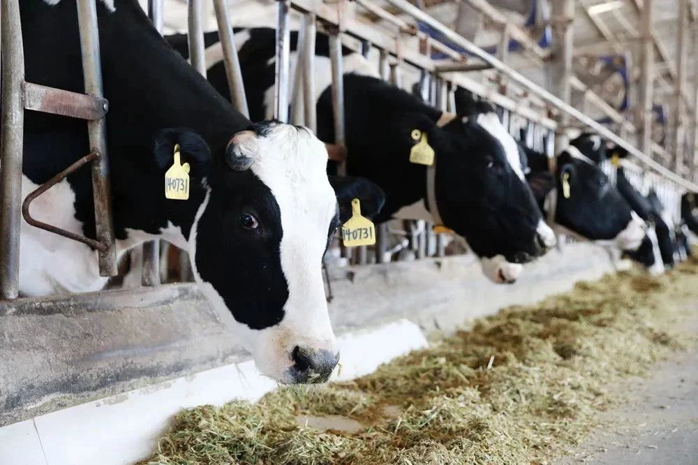 如何抓好奶牛早春的飼養(yǎng)管理