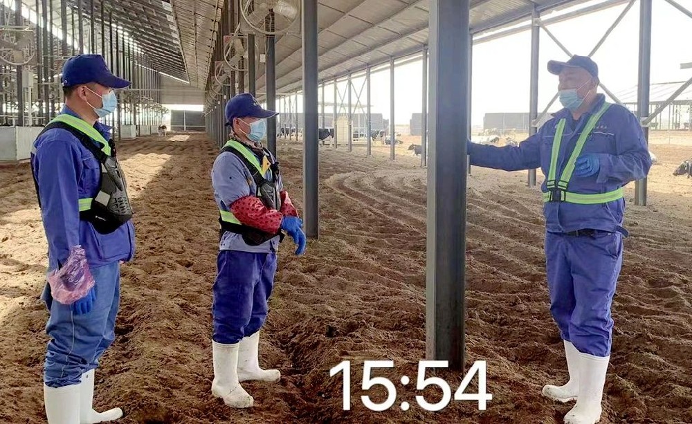 甘肅前進(jìn)牧業(yè)燕塘傳祁牧場(chǎng)開展惡癖牛只頂撞傷人應(yīng)急演練活動(dòng)