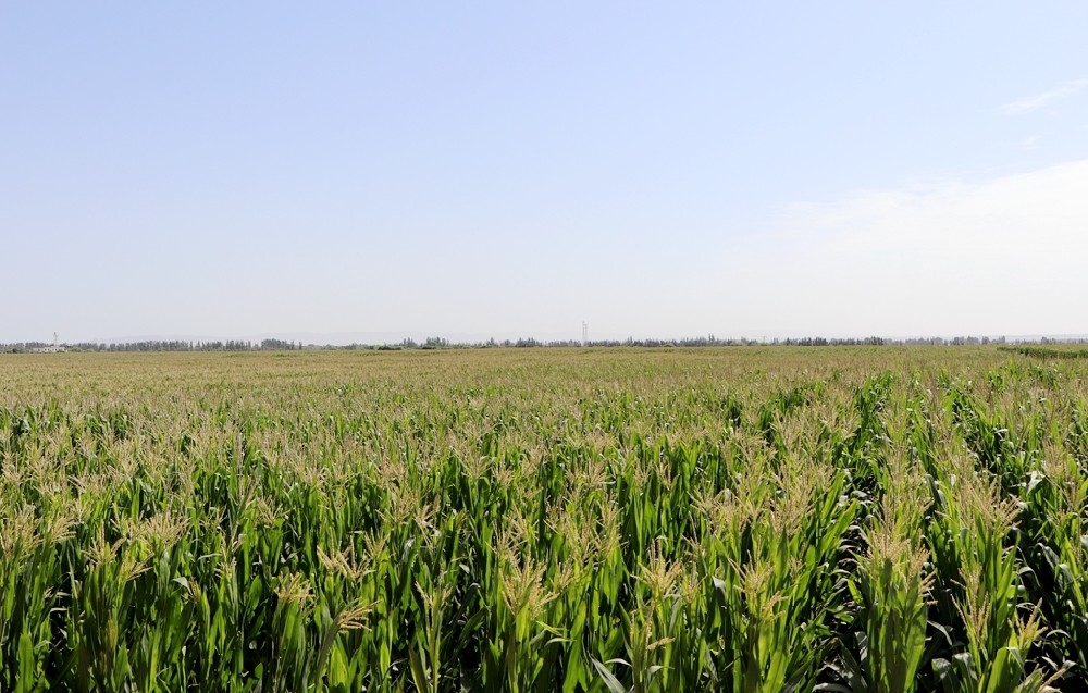 田間觀摩面對面，交流學(xué)習(xí)促發(fā)展——甘肅前進(jìn)集團(tuán)組織青貯玉米種植戶到高臺縣黑泉鎮(zhèn)現(xiàn)場觀摩學(xué)習(xí)