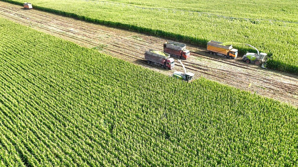 “青紗帳”里收儲忙，齊心合奏“豐收曲”——甘肅前進集團青貯玉米收儲進行時