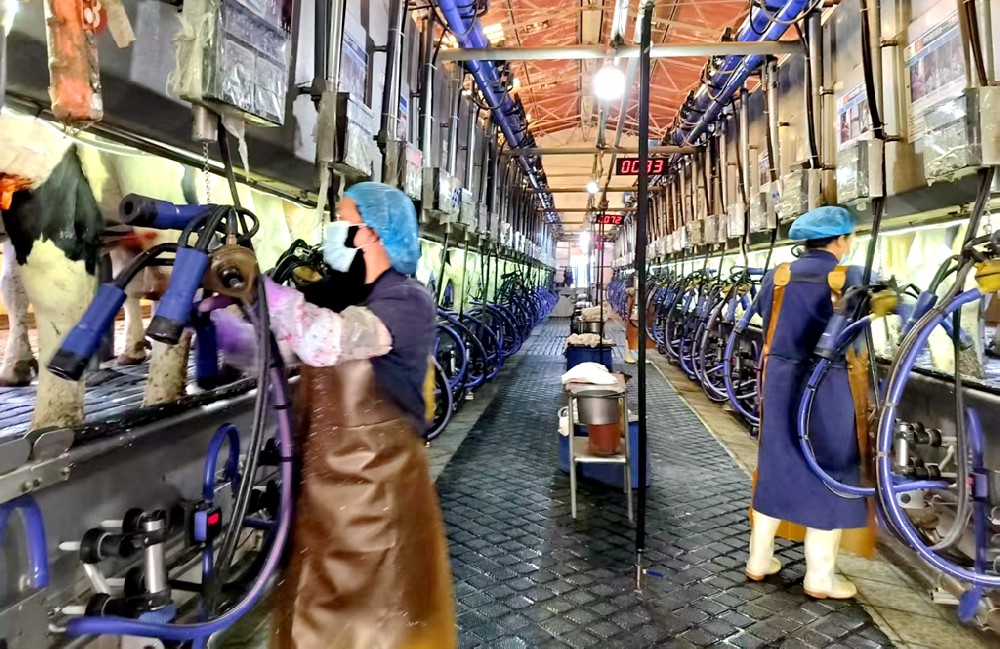 奶廳的鮮活日常：責任與溫情并存