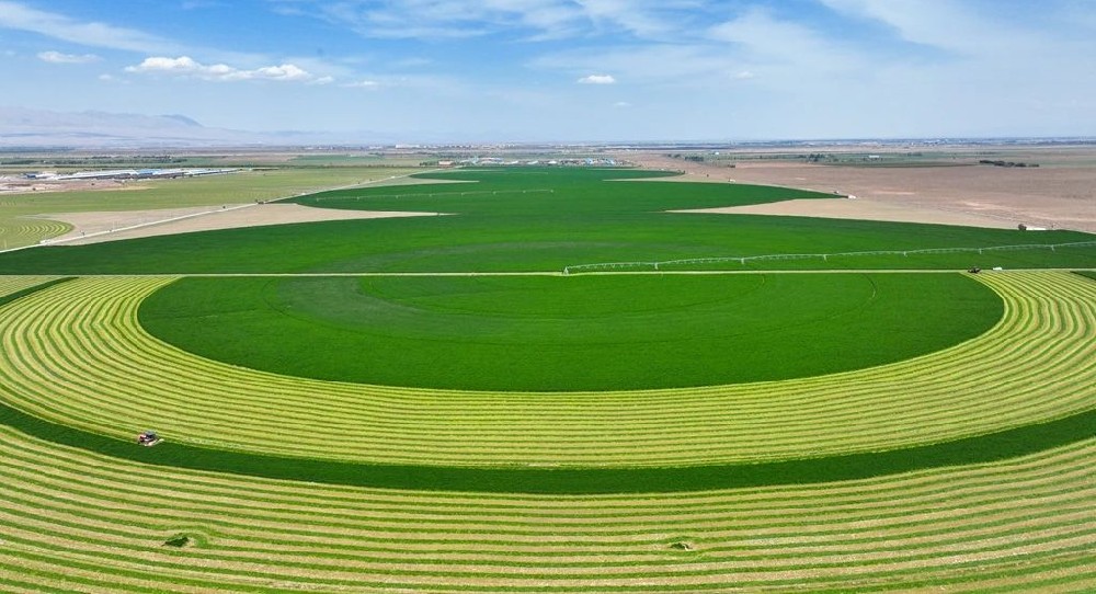 甘肅前進(jìn)牧業(yè)頭茬紫花苜蓿開鐮收割