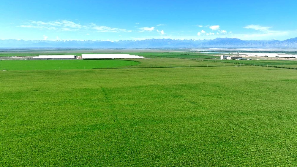 甘肅前進(jìn)牧業(yè)：青貯玉米長(zhǎng)勢(shì)喜人，豐收在望繪就希望田野