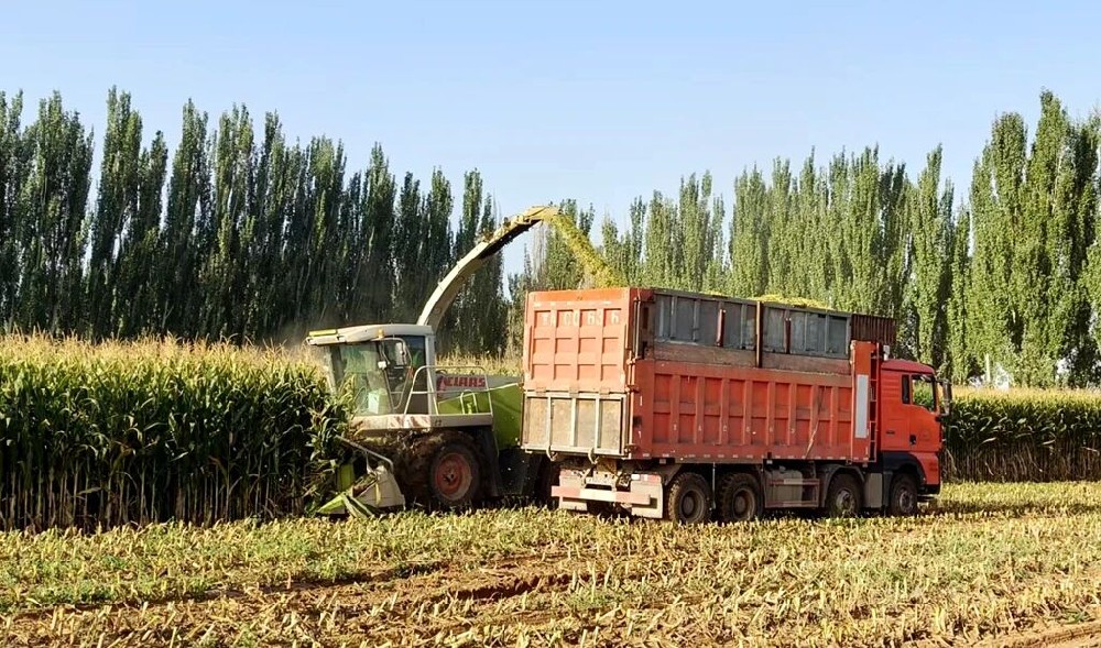 精貯“黃金草”，筑牢“奶罐子”根基